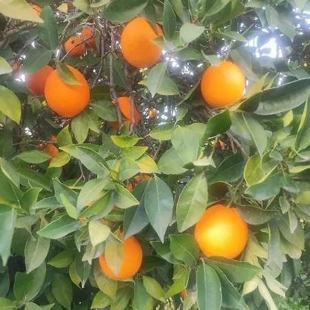 Tatil Evi Next To Orange Tree Orchard Vrahati