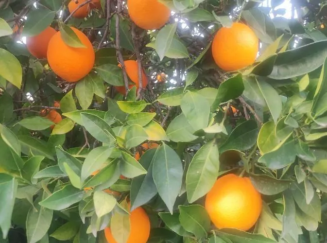Nyaraló Next To Orange Tree Orchard Vraháti