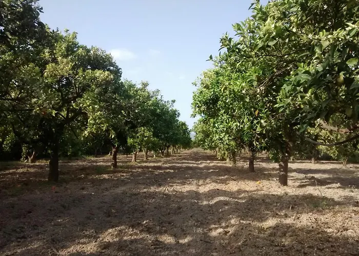 Hébergement de vacances Next To Orange Tree Orchard *