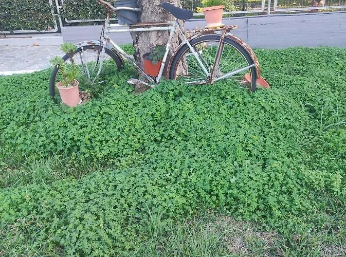 Next To Orange Tree Orchard * Vraháti